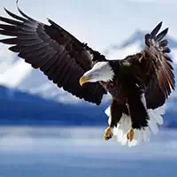 Zvířátka Puzzle Eagle